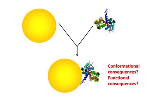 The association of a protein and a gold nanoparticle