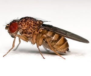 Drosophila melanogaster