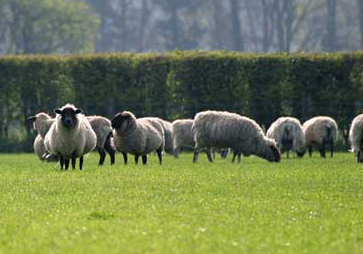 Sheep4